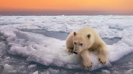 niedźwiedź, niedźwiedź polarny, lód, svalbard, svalbard i jan mayen, arktyczny, ocean arktyczny, polarna pokrywa lodowa, tundra, pokrywa lodowa, dzika przyroda, zamrażanie, Tapety HD HD wallpaper