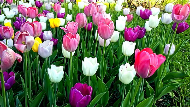 hojas, flores, representación, tallos, primavera, tulipanes, macizo de flores, imagen, pétalos brillantes, Fondo de pantalla HD
