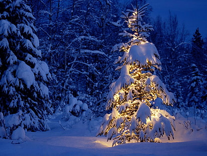 Рождество, ночь, деревья, зима, снег, огни, HD обои HD wallpaper