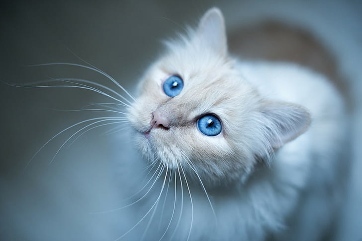 kucing, mata biru, Wallpaper HD