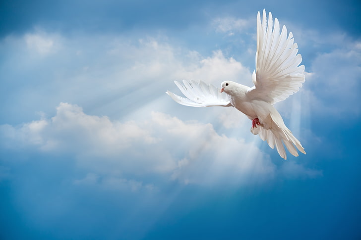 colombe blanche, le ciel, oiseau, le monde, blanc, paix, les rayons du soleil, ciel, colombe, pigeon, colombe blanche, rayons du soleil, Fond d'écran HD
