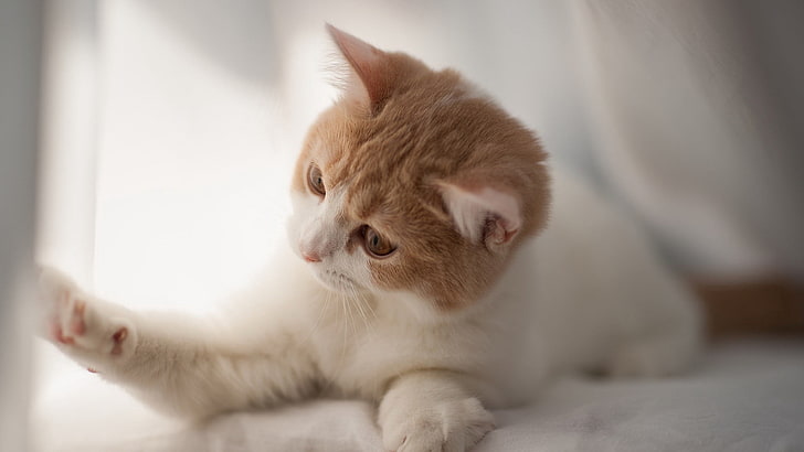 짧은 털의 흰색과 주황색 고양이, 고양이, 장난끼, 호기심, 얼룩덜룩 한, 가벼운, HD 배경 화면