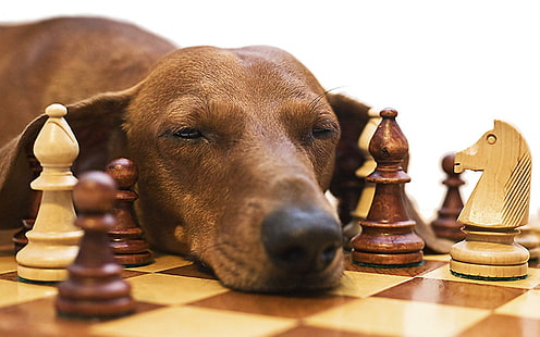 Chess dog intelligence, funny, chess, intelligence, snooze, dachshund, HD wallpaper HD wallpaper