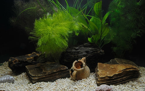 Aquarium, HD-Hintergrundbild HD wallpaper