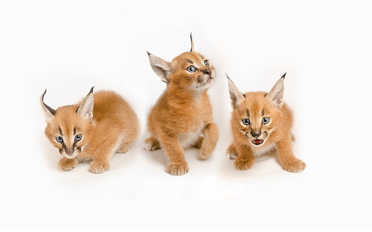 several brown kittens, lynx, cubs, three, sit, HD wallpaper