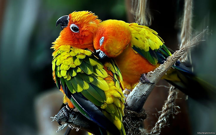 conure, couple, love, parrots, sun, HD wallpaper
