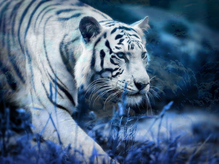 tigre blanc, Fond d'écran HD