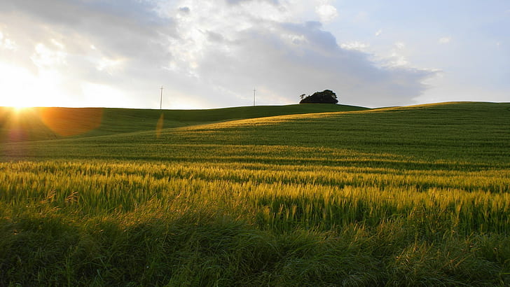 Sunlight Field Grass HD, природа, слънчева светлина, трева, поле, HD тапет