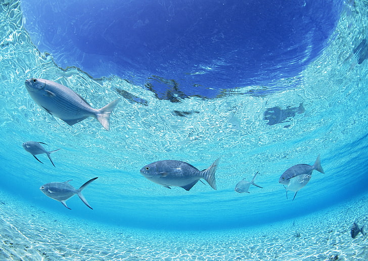 Schule der silbernen Fische, Fische, Unterseite, Meer, flaches Wasser, HD-Hintergrundbild