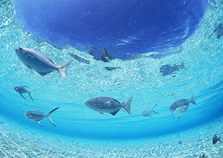 مدرسة الأسماك الفضية والأسماك والقاع والبحر والمياه الضحلة، خلفية HD HD wallpaper