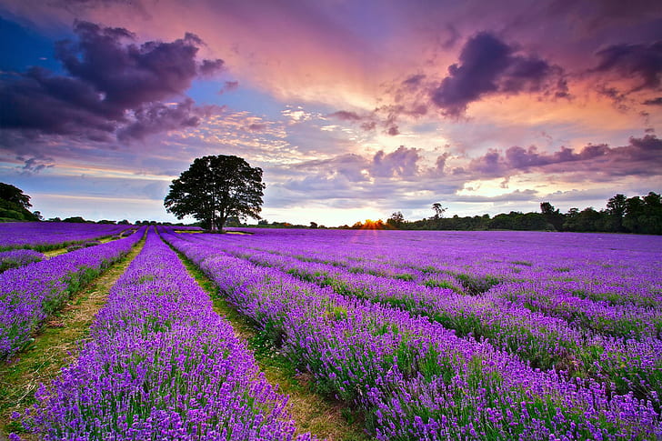 United Kingdom, Lavender field, purple flower field, England, United Kingdom, field, lavender, Sunset, evening, sun, sky, clouds, summer, July, HD wallpaper