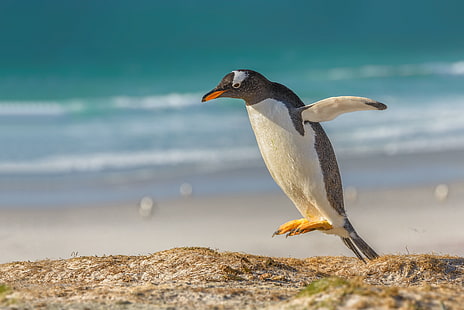 salto, uccello, pinguino, un pinguino Gentoo, pinguino Gentoo, Sfondo HD HD wallpaper