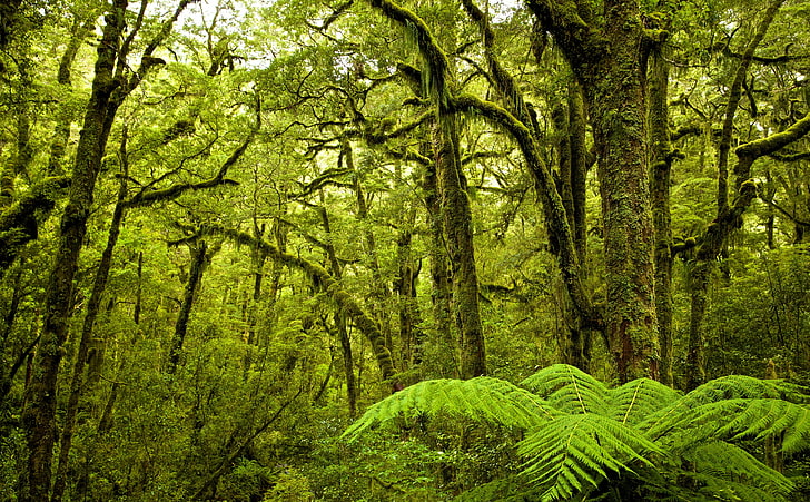 Moss Covered Trees, Forest, Nature, Forests, Green, Trees, Forest, Moss, Woods, HD wallpaper