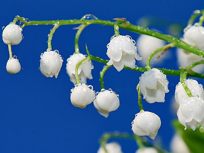 białe kwiaty przebiśnieg, konwalie, krople, rosa, gałąź, Tapety HD HD wallpaper