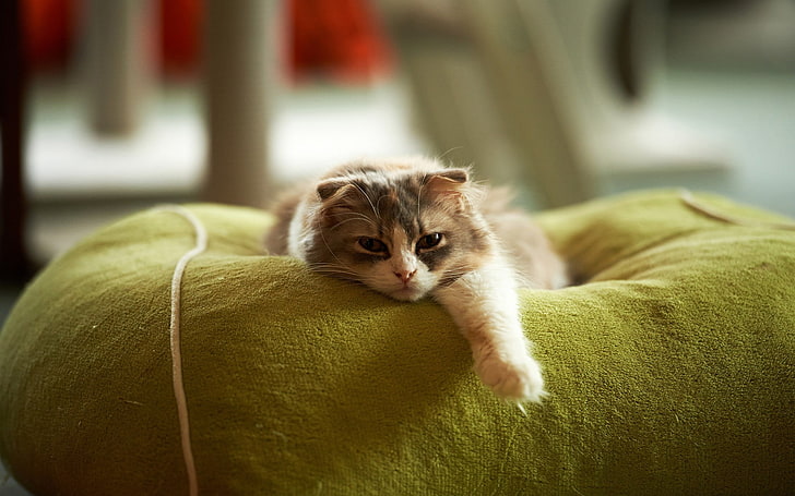 Schärfentiefe Fotografie von braunen und weißen Scottish Fold Katze auf grünem Sofa Stuhl, Katze, Tiere, HD-Hintergrundbild