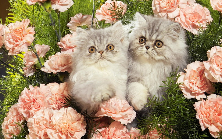 two long-haired white-and-gray kittens, cats, grass, flowers, fluffy, HD wallpaper