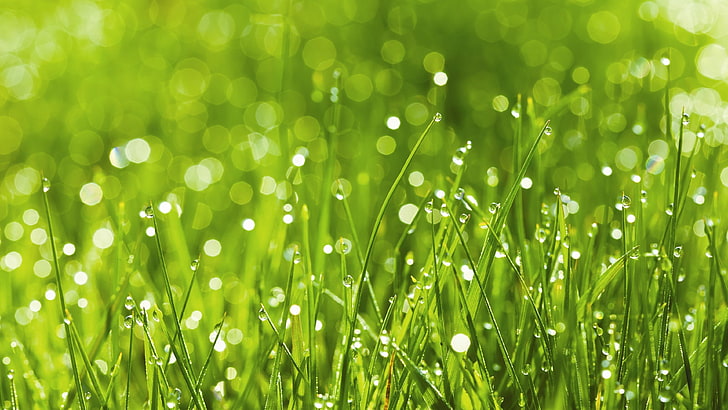 green, grass, rosa, bokeh, background, nature, sunny, rain, after the rain, lawn, sward, relaxation, HD wallpaper
