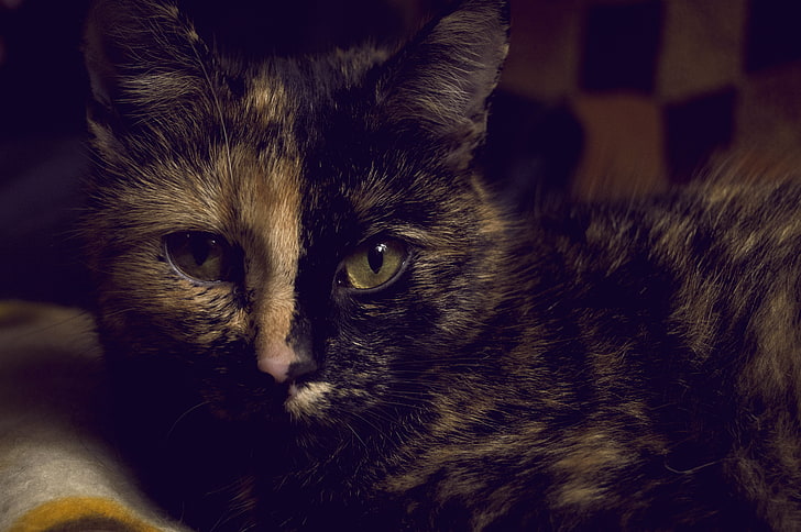 kaplumbağa kedi, kısa kürklü siyah ve gri kedi, kedi, hayvanlar, makro, karanlık, HD masaüstü duvar kağıdı