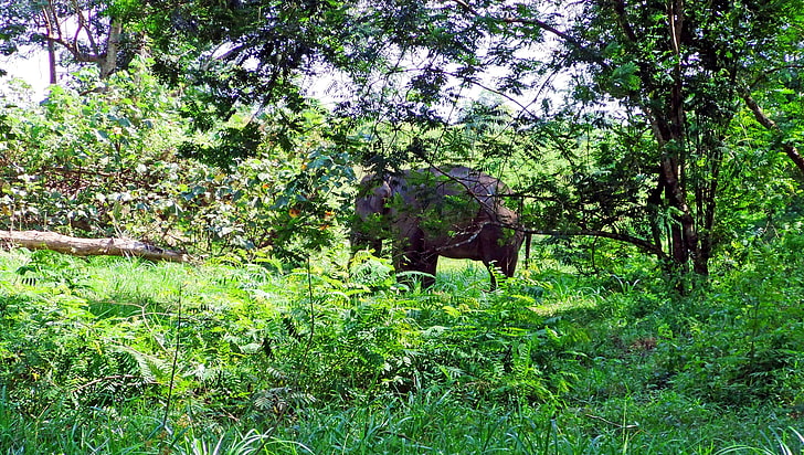 elephas maximus sumatranus, Fond d'écran HD