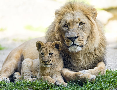 gatto, leone, cucciolo, gattino, leone, © Tambako The Jaguar, Sfondo HD HD wallpaper