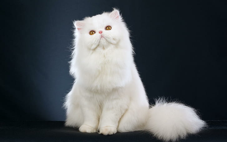 Vit persisk kattkattungefri bakgrund, vit persisk katt, katter, bakgrund, kattunge, persisk, vit, HD tapet