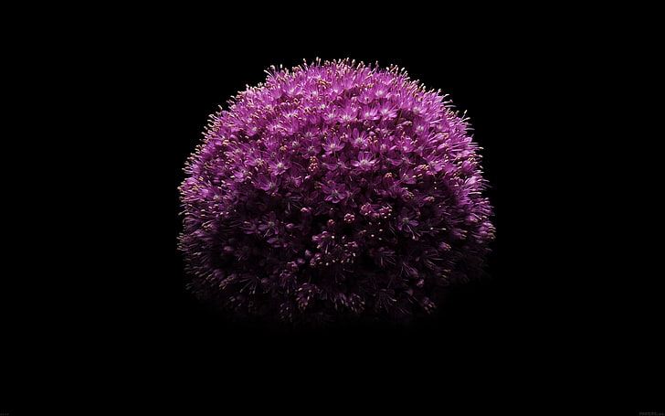 flower minimal-Apple iOS8 iPhone6 Plus HD Wallpape.., purple allium flower, HD wallpaper