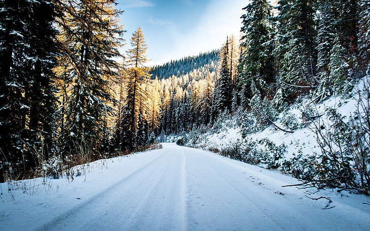 сосна, природа, пейзаж, снег, HD обои