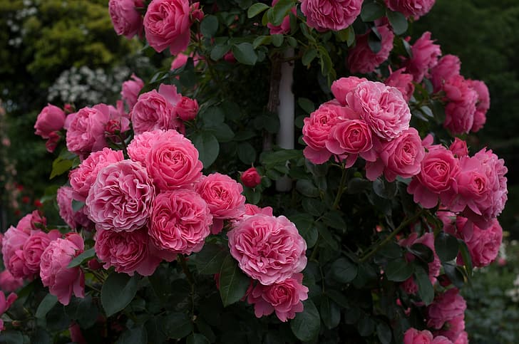 roses, buds, rose Bush, HD wallpaper