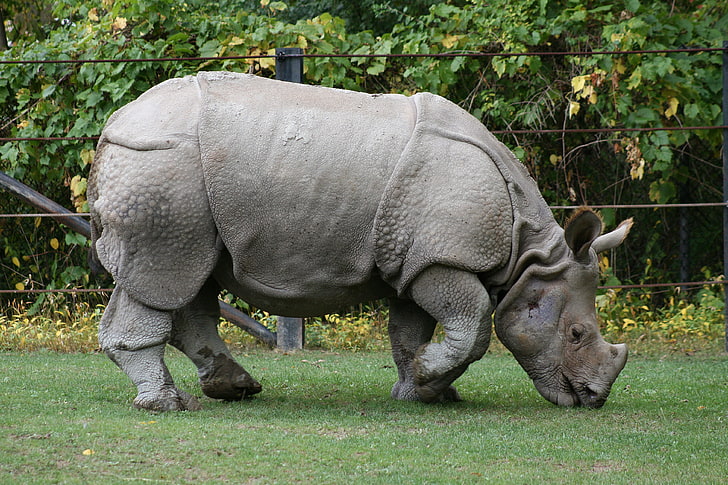 възрастен носорог, храна, трева, природен резерват, носорог, HD тапет