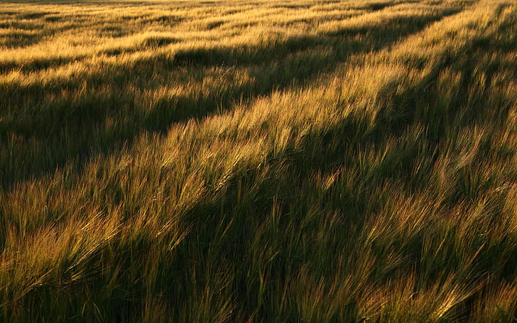 HD rumput, alam, rumput, Wallpaper HD