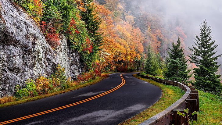 road, nature, fog, tree, foggy, autumn, mist, wilderness, plant, mountain, HD wallpaper