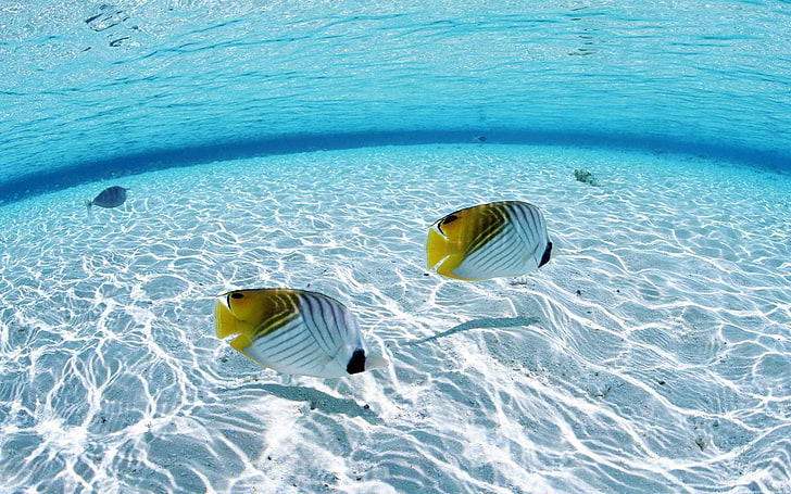dwie białe i żółte ryby tropikalne, ryby, morze, pod wodą, Tapety HD