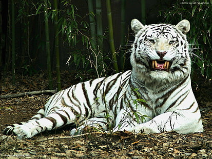 Gatos, tigre branco, HD papel de parede HD wallpaper
