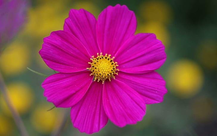 A Beautiful Vibrant Flower., Flor de pétalas cor de rosa, cápsulas de água no verão, flor, fora, cor de rosa orquídea, natureza e paisagens, HD papel de parede