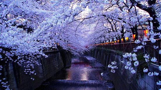 река Мегуро, Токио, Япония, цвят, черешов цвят, пролет, черешово дърво, цветен, клон, дърво, вода, цъфтящо растение, река, цвете, HD тапет HD wallpaper