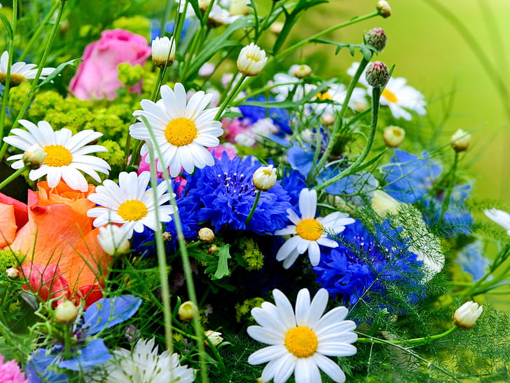 Blau weiße Blumen, Gänseblümchen, Kornblumen, Blau, Weiß, Blumen, Gänseblümchen, Kornblumen, HD-Hintergrundbild