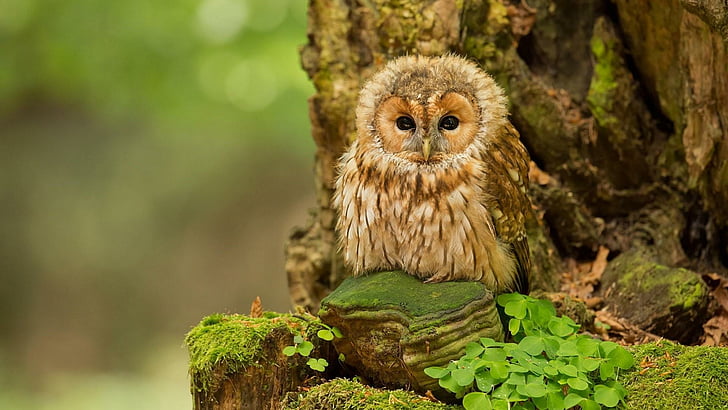 owl, tree, wildlife, forest, bird, moss, animals, HD wallpaper