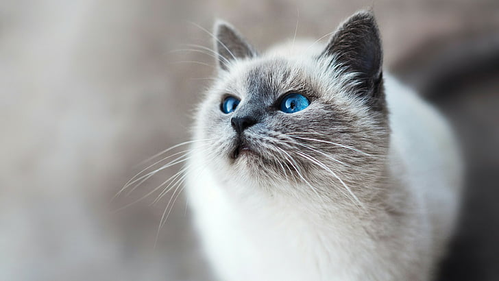 gatta, gattino, gatto bianco, occhi azzurri, barba, mammifero, occhi, siamese, da vicino, birman, Sfondo HD