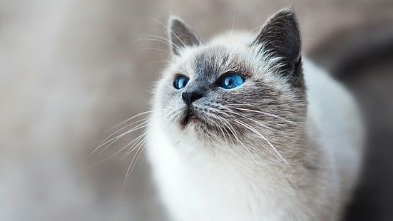 猫、子猫、白猫、青い目、ひげ、哺乳類、目、シャム、クローズアップ、バーマン、 HDデスクトップの壁紙 HD wallpaper