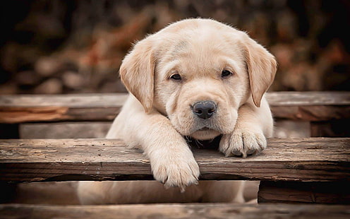 สุนัขลาบราดอร์รีทรีฟเวอร์ลูกสุนัข, วอลล์เปเปอร์ HD HD wallpaper