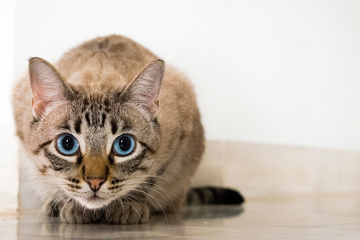 kucing krem ​​kucing, kucing, bermata biru, melirik, Wallpaper HD