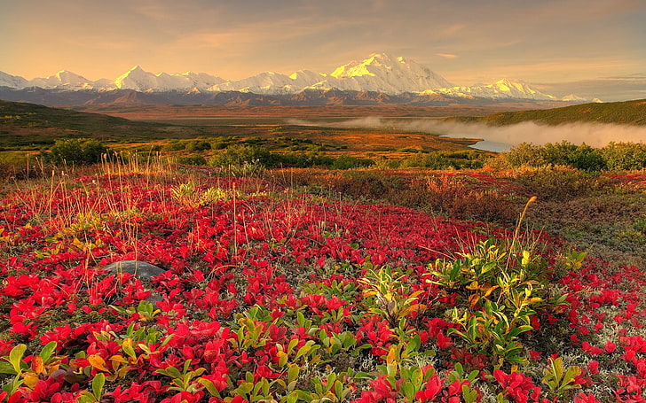 red flowers, flowers, mountains, fog, 152, HD wallpaper