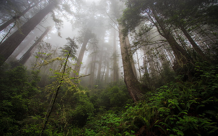 fougère, brouillard, forêt, brouillard, séquoia, arbres, Fond d'écran HD