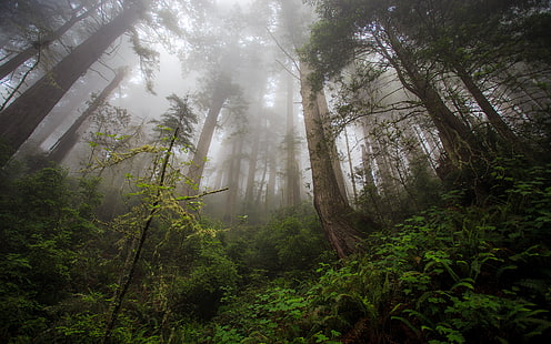 fern, fog, forest, mist, redwood, trees, HD wallpaper HD wallpaper