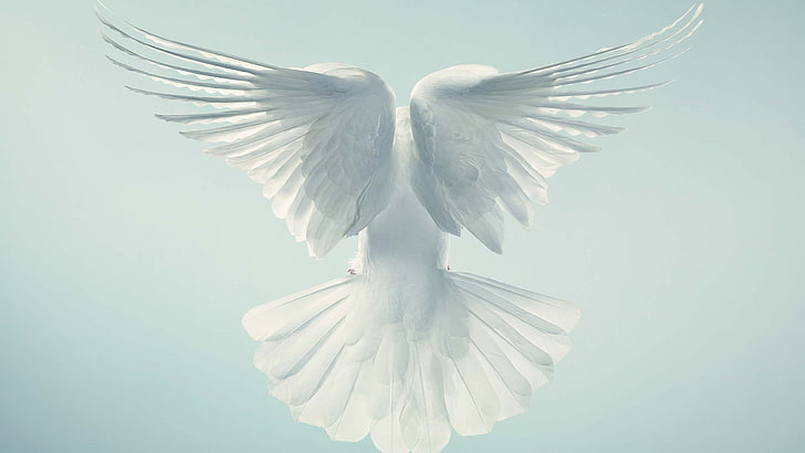 latająca biała gołębica, gołąb, gołąb, lot, niebo, Tapety HD