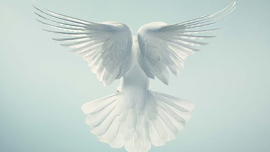 latająca biała gołębica, gołąb, gołąb, lot, niebo, Tapety HD HD wallpaper