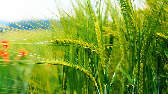 foto fokus selektif bidang gandum hijau, fotografi, Wallpaper HD HD wallpaper