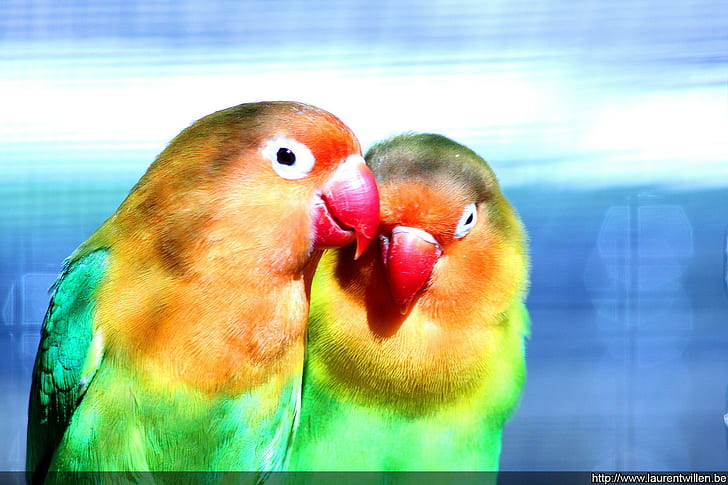 Burung Eksotis yang indah, indah, berwarna, burung, binatang, binatang, Wallpaper HD