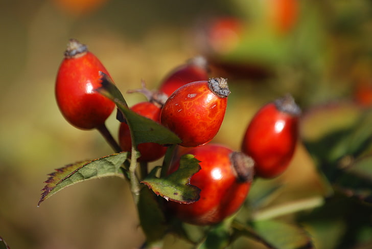 several red fruits, rosehip, fruits, berries, branch, HD wallpaper