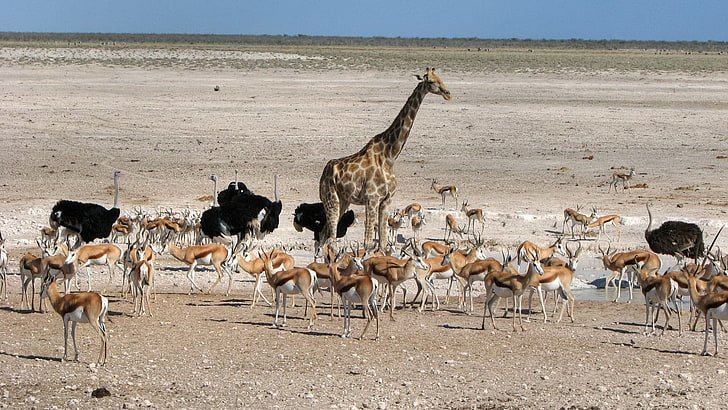 giraffe and herd of gazelle, africa, animals, wilderness, walk, ostrich, giraffe, HD wallpaper